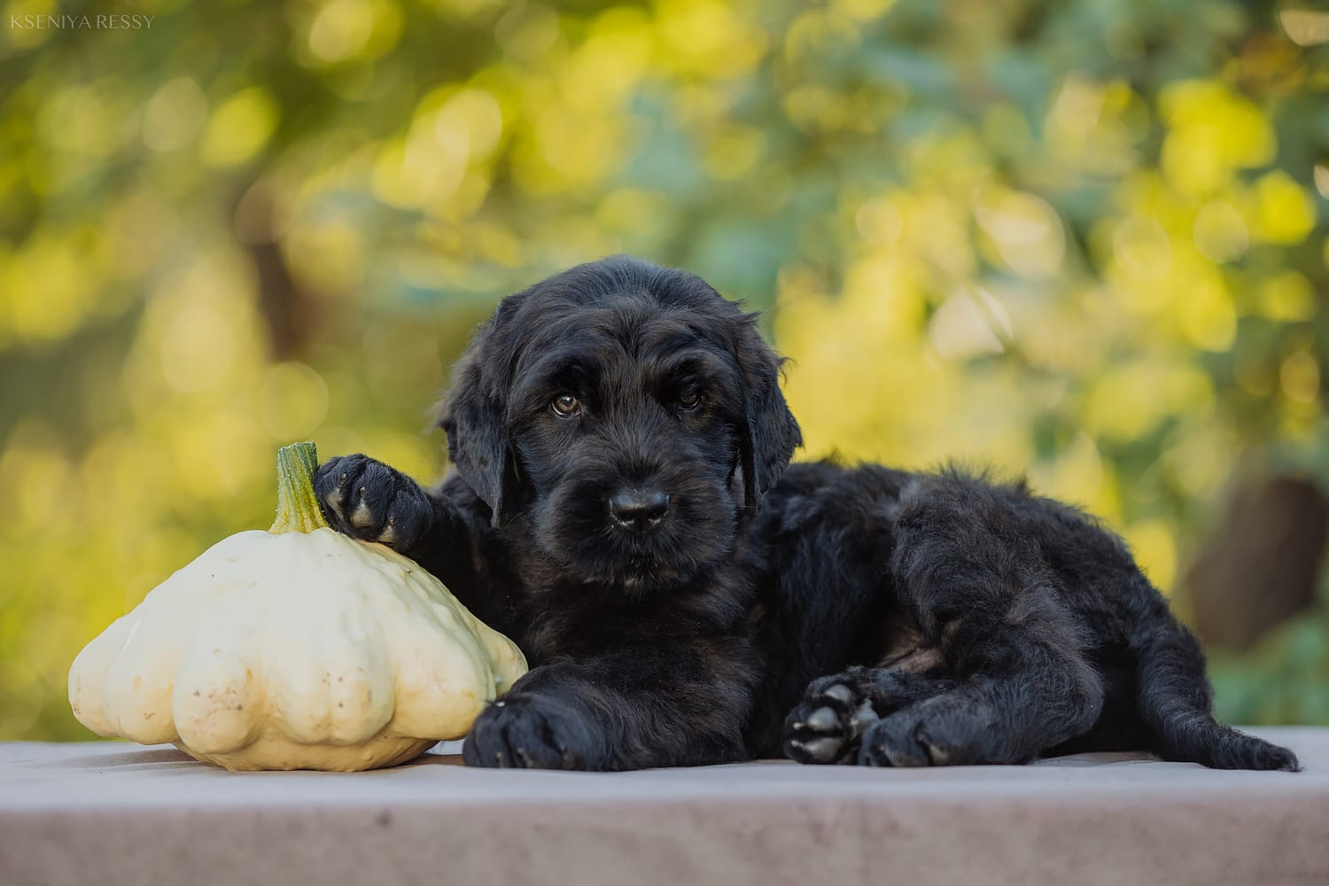 фотоальбом Деликато Бестиа Любимый Лёшка